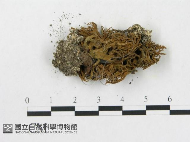 登錄號:F0016922藏品圖，第3張