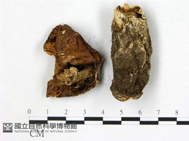 登錄號:F0021922藏品圖，第3張