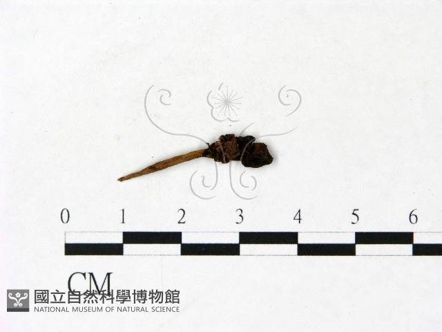 鬼傘屬藏品圖，第3張