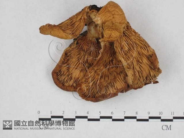 登錄號:F0025922藏品圖，第3張
