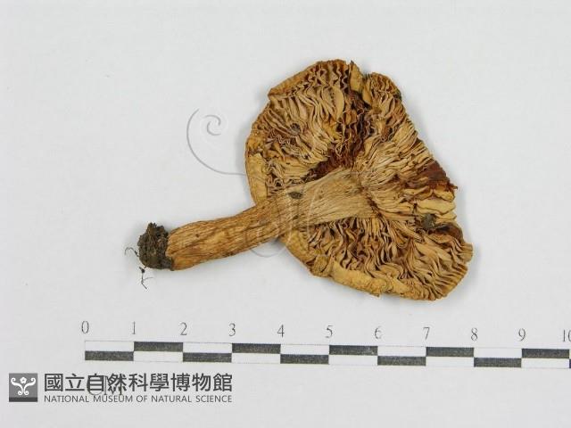 紅菇屬藏品圖，第3張