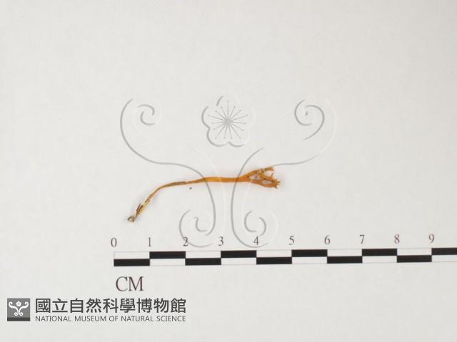 登錄號:F0026622藏品圖，第3張