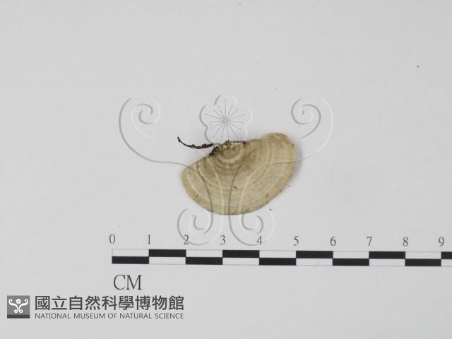 登錄號:F0006622藏品圖，第3張