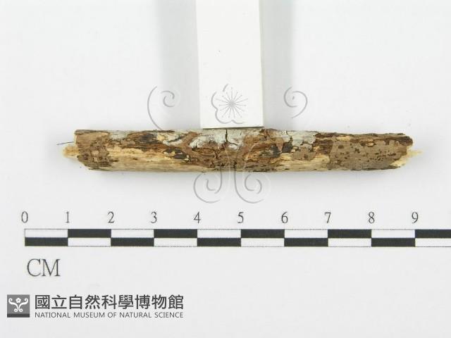 齒耳菌屬藏品圖，第3張