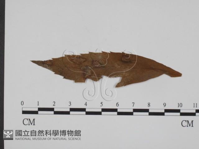 登錄號:F0011622藏品圖，第3張