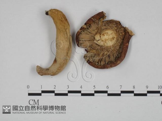 登錄號:F0024622藏品圖，第3張