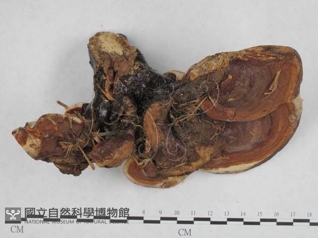 重傘靈芝藏品圖，第1張