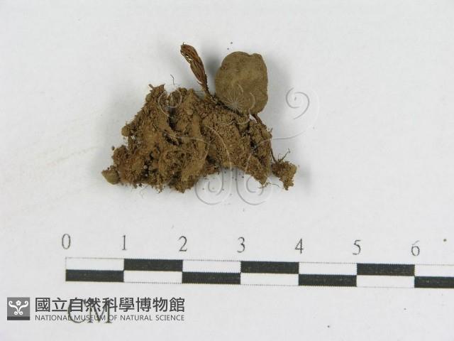 登錄號:F0012622藏品圖，第3張