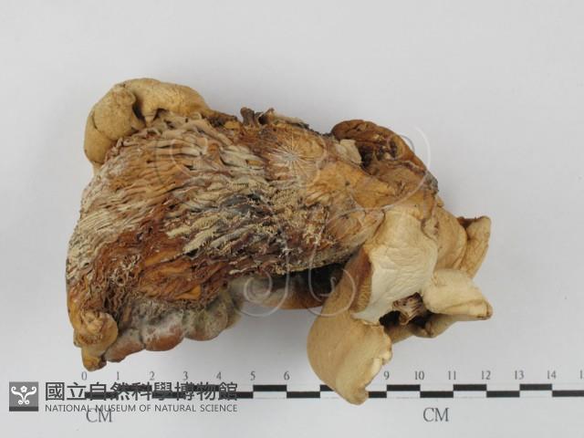 登錄號:F0027622藏品圖，第3張