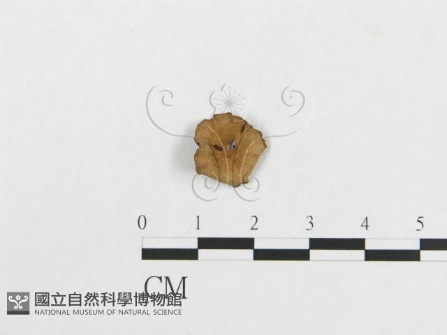 登錄號:F0007622藏品圖，第3張