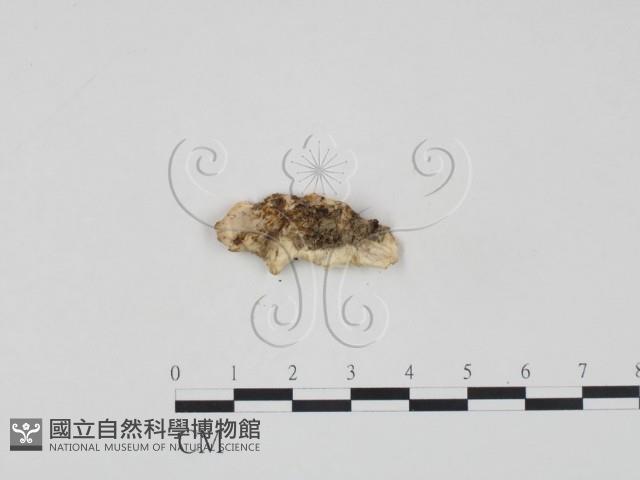 登錄號:F0017622藏品圖，第3張
