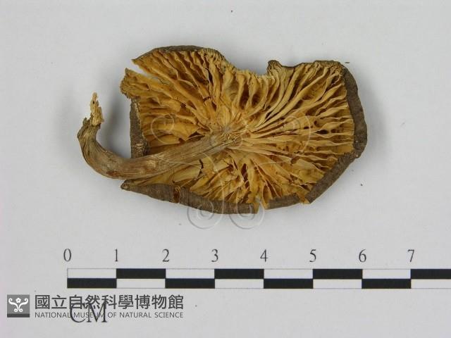 登錄號:F0015622藏品圖，第3張