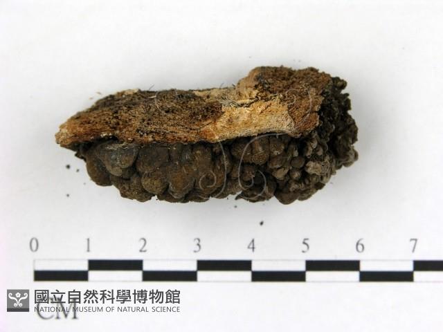 登錄號:F0019622藏品圖，第3張