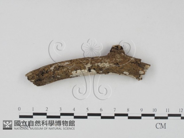 刺皮菌屬藏品圖，第3張