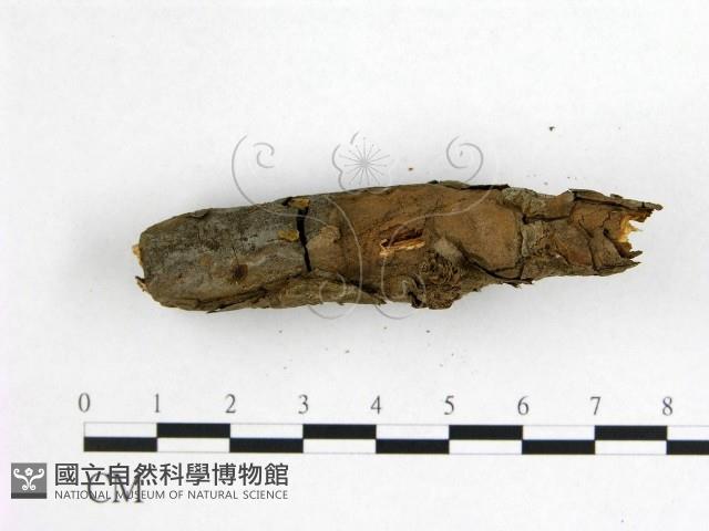 登錄號:F0013622藏品圖，第3張