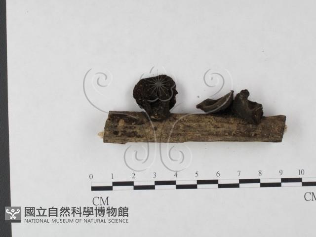 登錄號:F0020422藏品圖，第3張