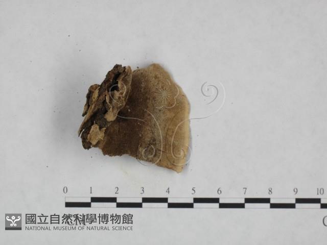 登錄號:F0010422藏品圖，第3張