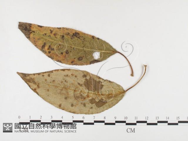 登錄號:F0026422藏品圖，第1張