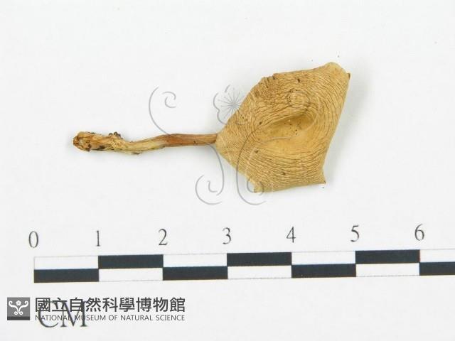 登錄號:F0016422藏品圖，第3張