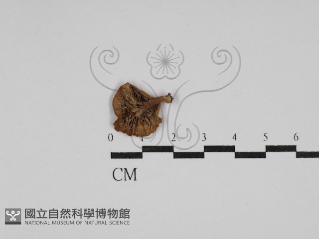登錄號:F0014422藏品圖，第3張
