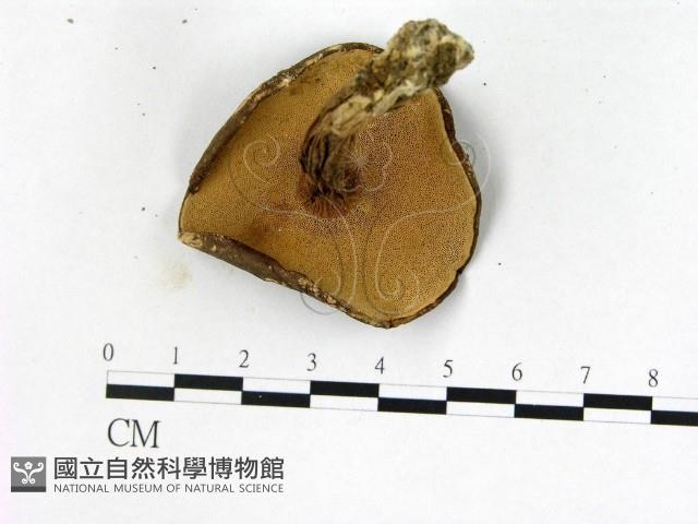 登錄號:F0022422藏品圖，第3張