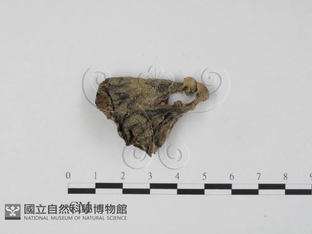 棕色革菌藏品圖，第3張