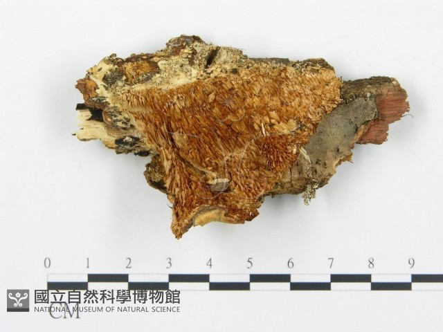登錄號:F0017422藏品圖，第1張