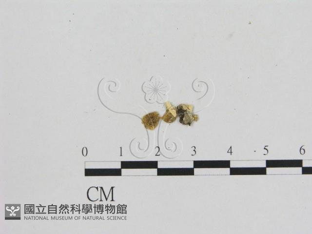 小菇屬藏品圖，第3張