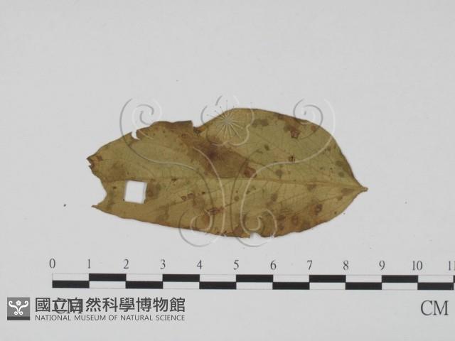 登錄號:F0019422藏品圖，第3張