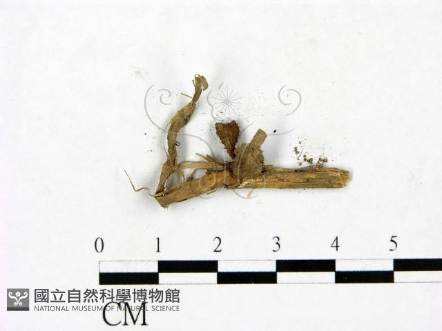 登錄號:F0023422藏品圖，第3張