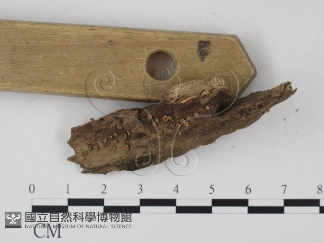 登錄號:F0003422藏品圖，第3張