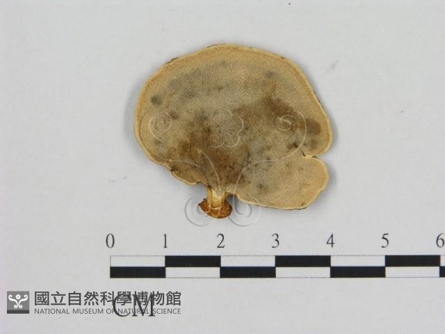小孔菌屬藏品圖，第3張