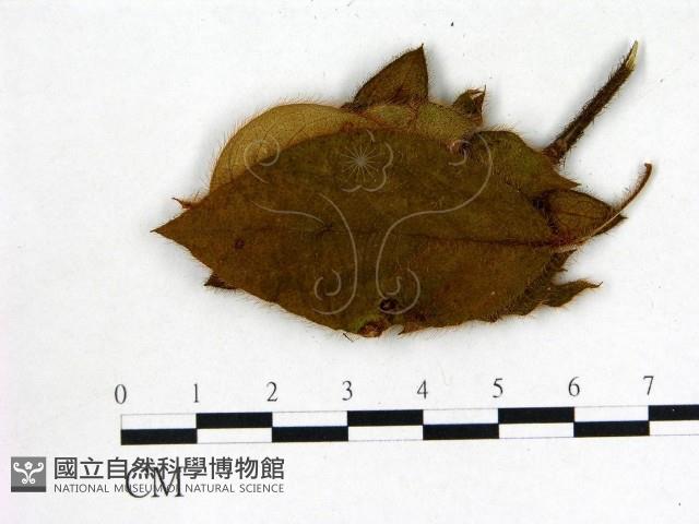 登錄號:F0020722藏品圖，第3張
