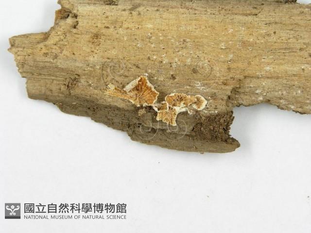 登錄號:F0010722藏品圖，第3張