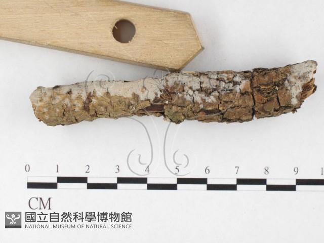 登錄號:F0026722藏品圖，第3張
