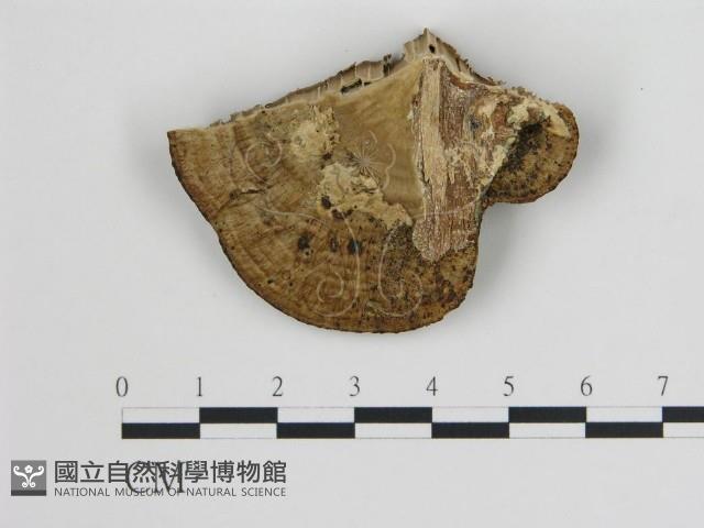 登錄號:F0006722藏品圖，第3張