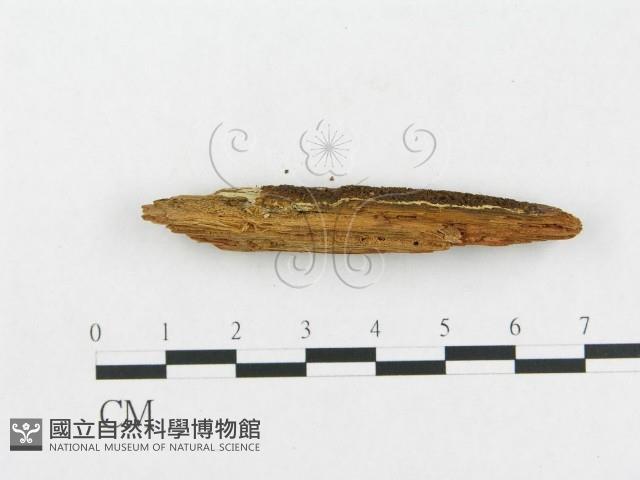 登錄號:F0016722藏品圖，第3張