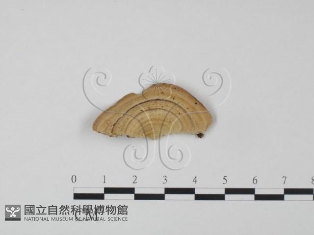 登錄號:F0002722藏品圖，第3張