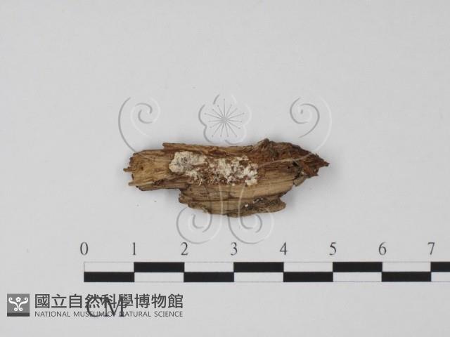 登錄號:F0007722藏品圖，第3張