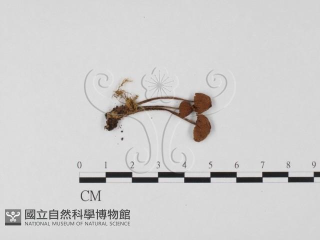 小菇屬藏品圖，第3張