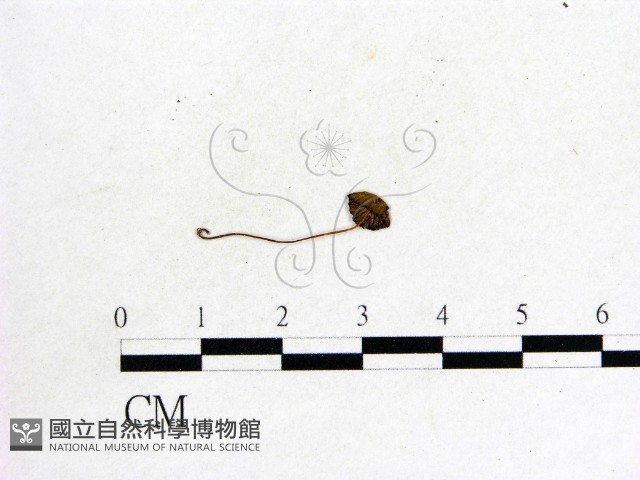 登錄號:F0009722藏品圖，第3張