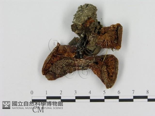 登錄號:F0003722藏品圖，第3張