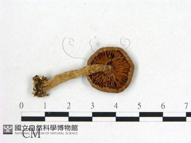 登錄號:F0008522藏品圖，第3張