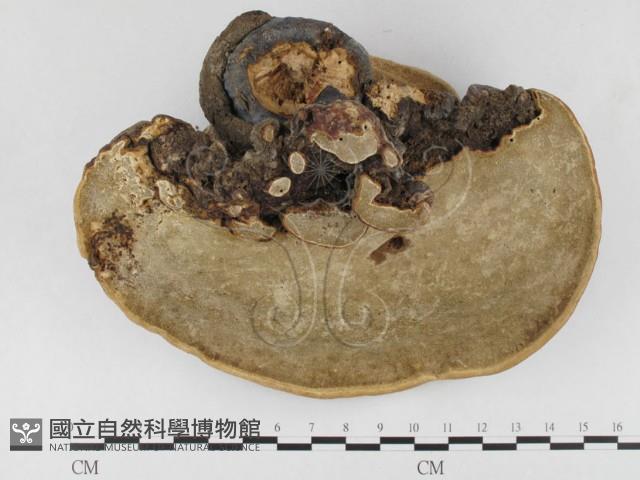 登錄號:F0020522藏品圖，第3張