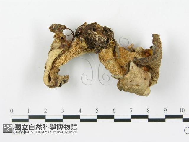 登錄號:F0010522藏品圖，第3張