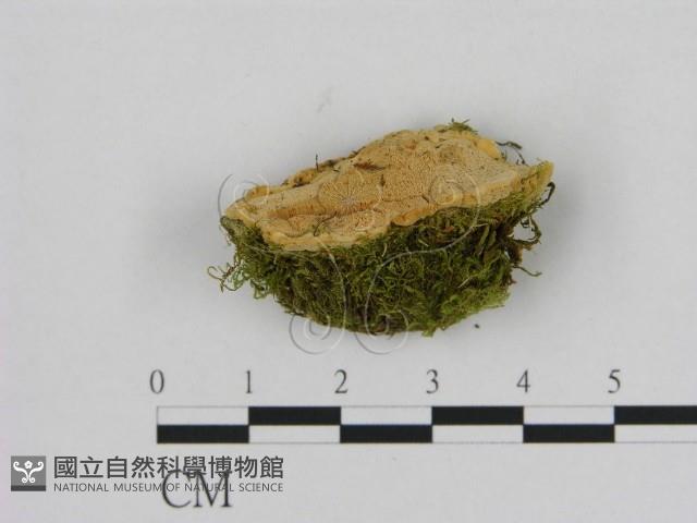 登錄號:F0006522藏品圖，第3張