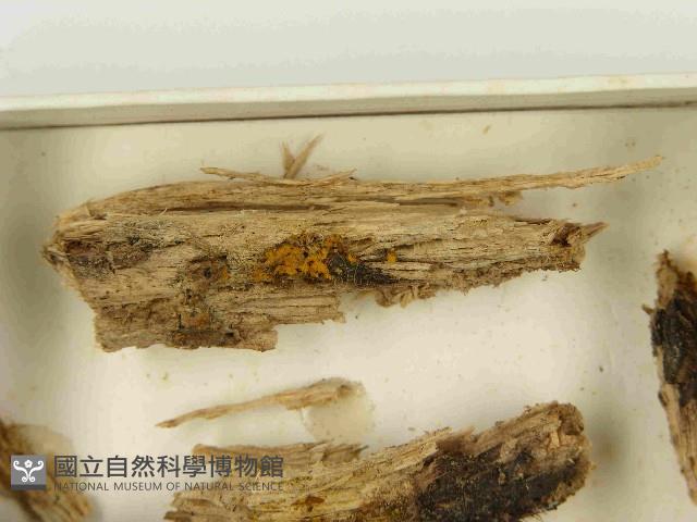 登錄號:F0021522藏品圖，第3張