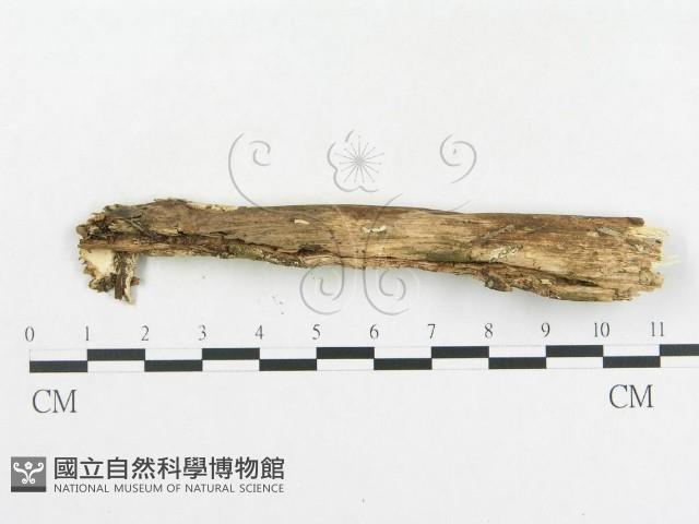 登錄號:F0001522藏品圖，第3張