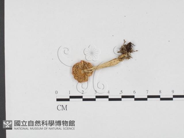 登錄號:F0024522藏品圖，第3張