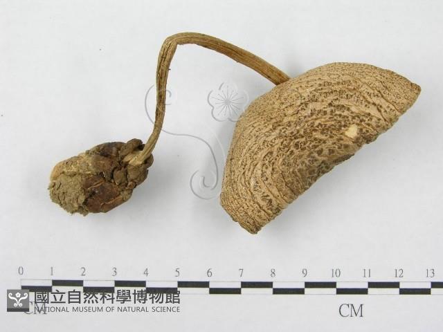 鵝膏屬藏品圖，第3張